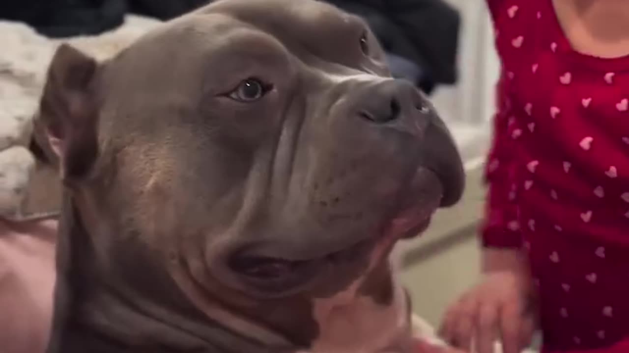 big cute doggy