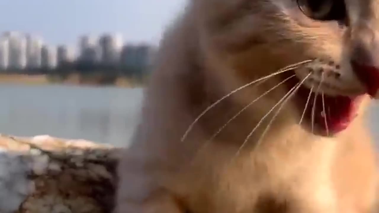 Cat video