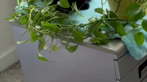 Cute Precious Piper Finds a Plant in Her Spa - -My Adopted Shelter Cat Vlog #shorts
