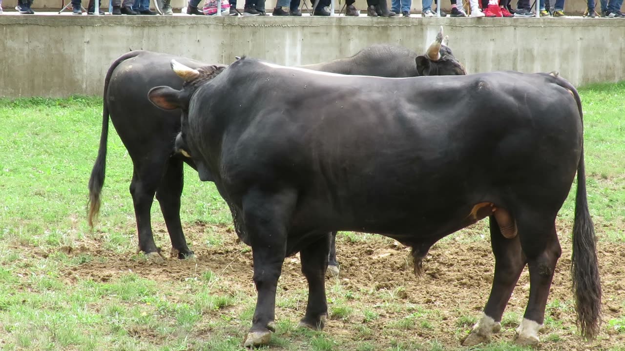 Div od Miškovića vs Garac od Pavkovića Kutanja 2025