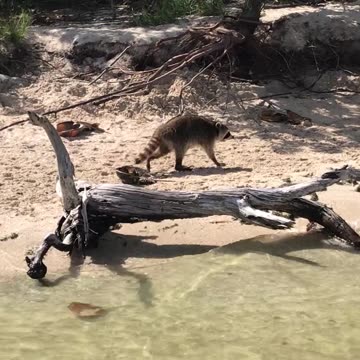 Not your average raccoon. This one's adapted to the salt life #outdoorcuriosity
