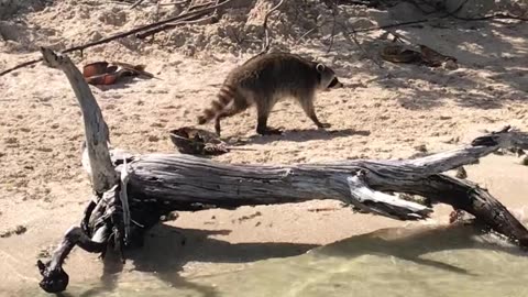 Not your average raccoon. This one's adapted to the salt life #outdoorcuriosity