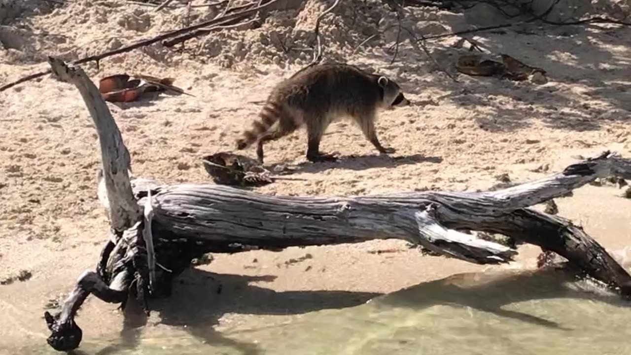 Not your average raccoon. This one's adapted to the salt life #outdoorcuriosity