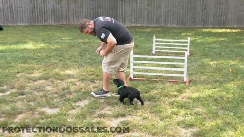 11 Week old Giant Schnauzer Puppy already doing obedience