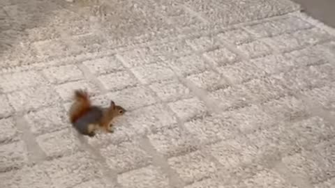 Cat Vs Squirrel