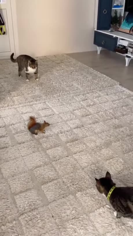 Cat Vs Squirrel