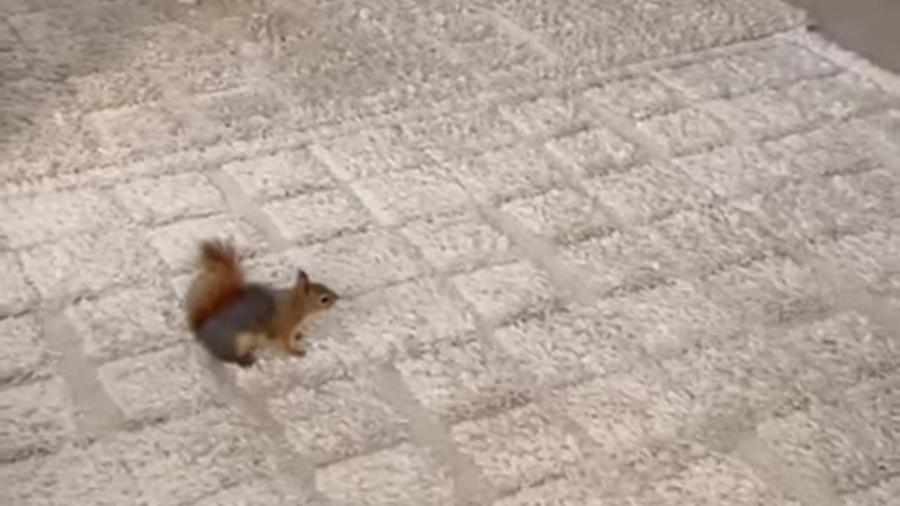 Cat Vs Squirrel