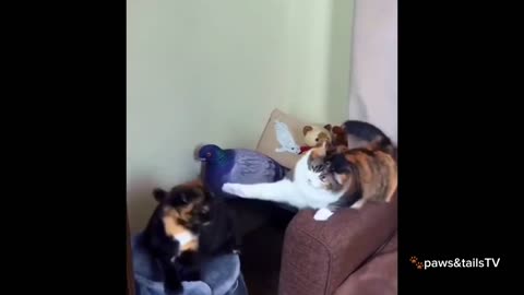 😂 Funniest Animal Videos Ever | Pett