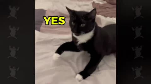 These Cats Speak English Better Than Hooman.