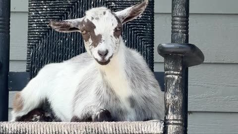 Goats Relax In Front Porch Rocking Chairs