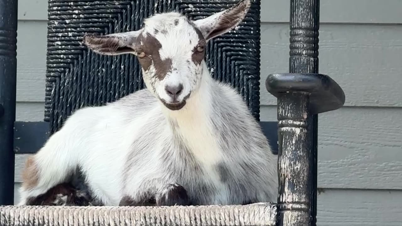 Goats Relax In Front Porch Rocking Chairs