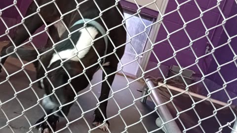 Zeus 5y Pet Id 948235 kennel 20 HSSAZ shelter 2025912149