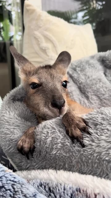 Joey kangaroo 🦘