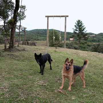Playful German Shepherds in Scenic Outdoors