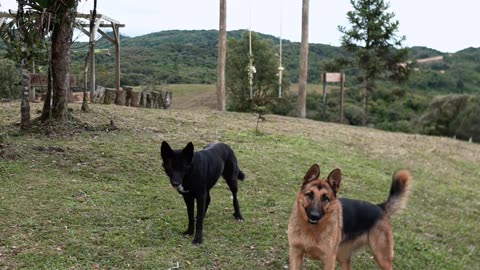 Playful German Shepherds in Scenic Outdoors