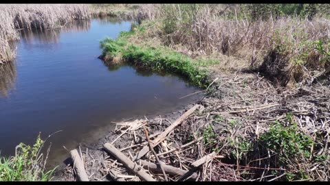 May 26, 2025 beaver trapping, HUGE beaver on the Scale!