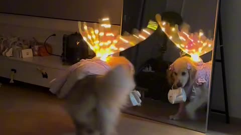 A Puppy Golden Retriever