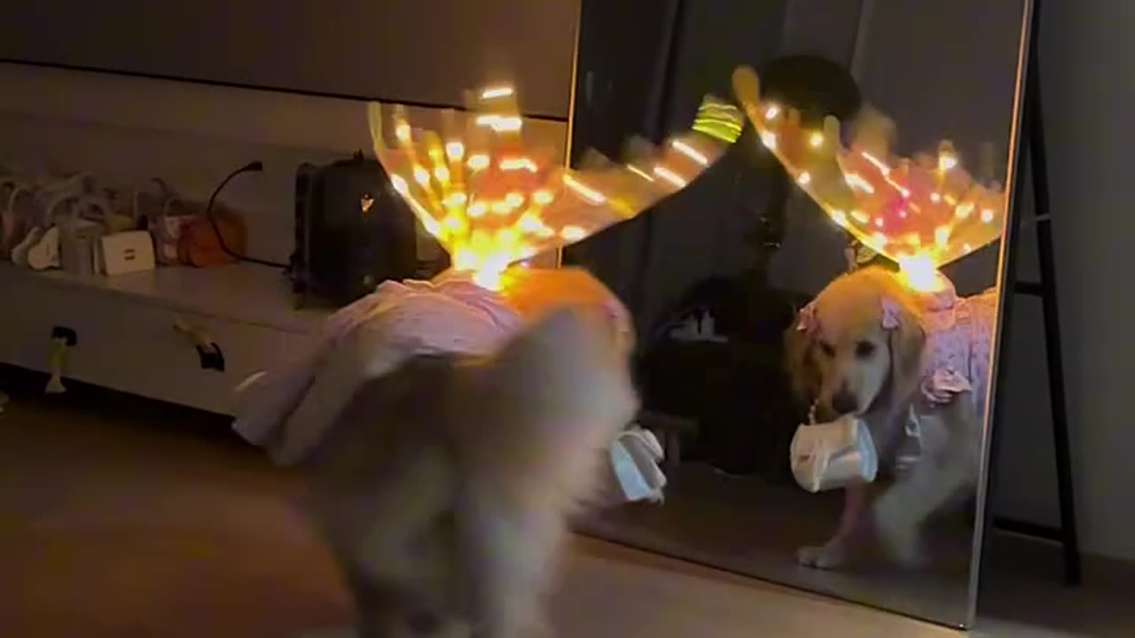 A Puppy Golden Retriever