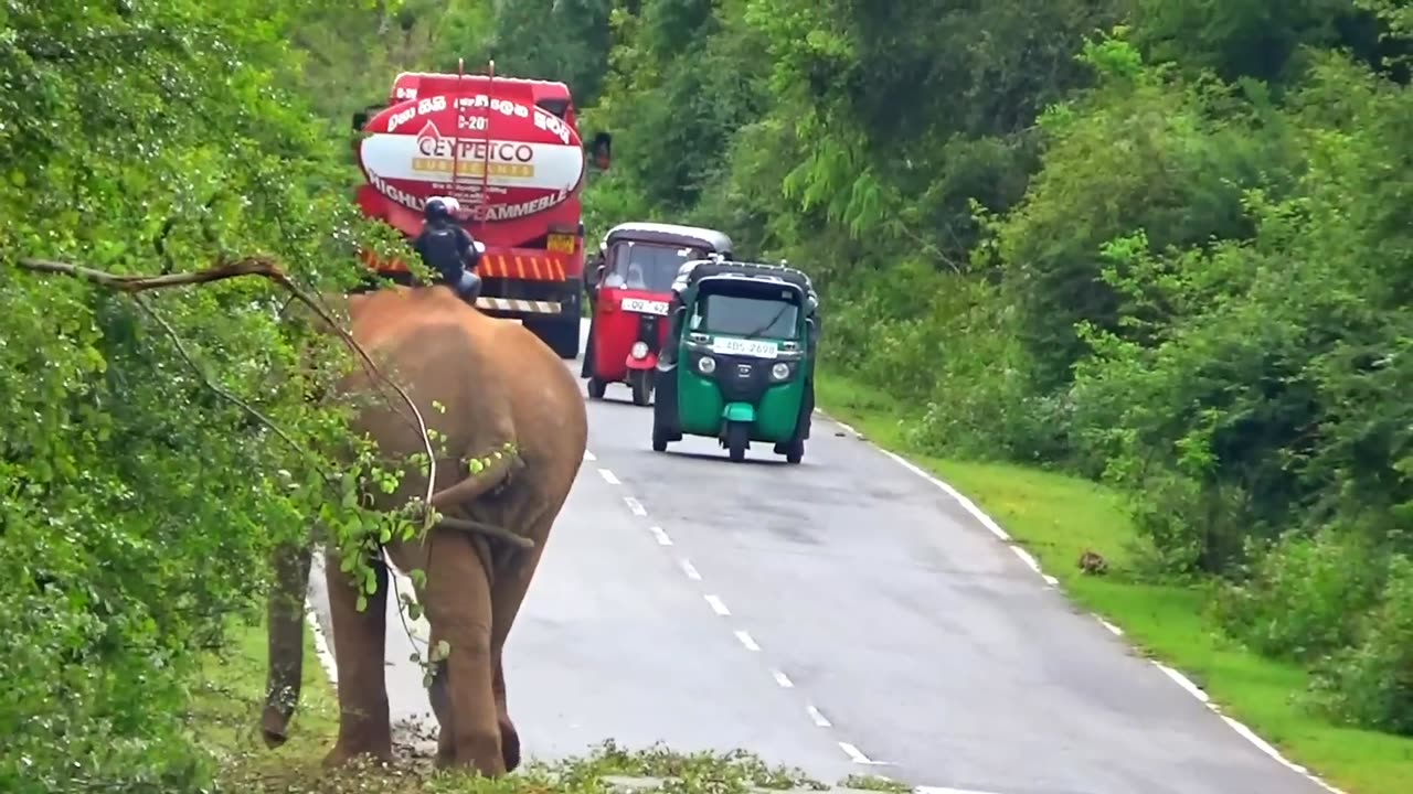 WILD LIFE