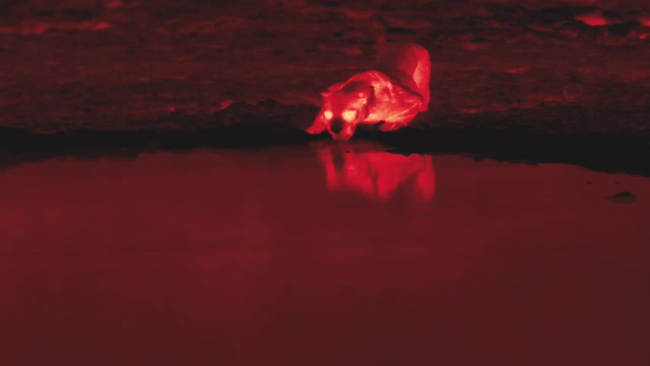 Bonus Episode - The Leopard Society