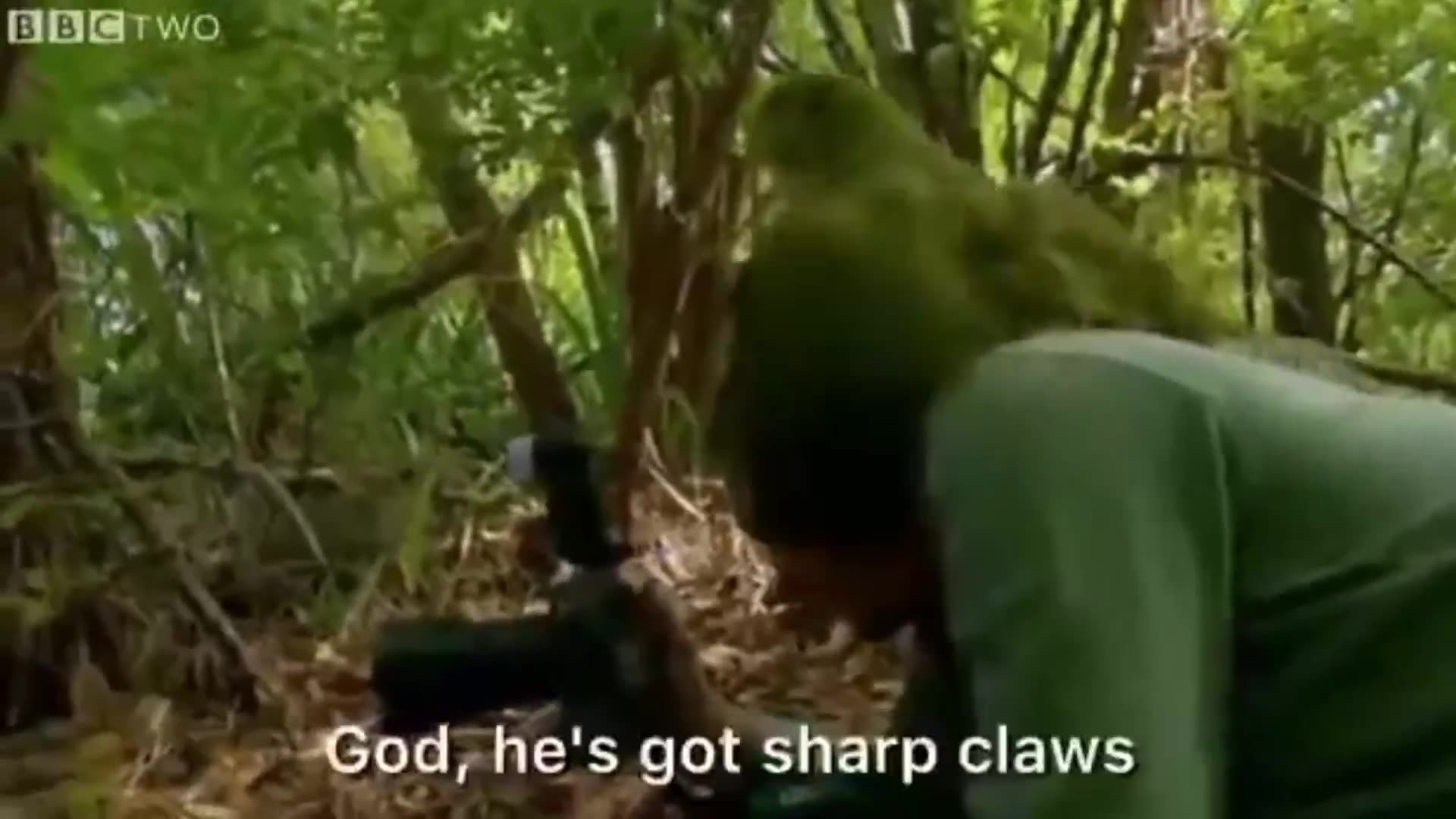 Raped by a parrot - seriously. Never saw that happen, huh!