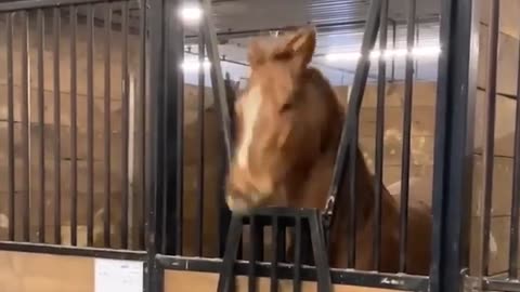 Animals Being Hilarious 😂 Impossible Try Not to Laugh #4