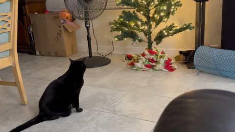 Cute Precious Piper Enjoys the Christmas Tree - My Adopted Shelter Cat Vlog