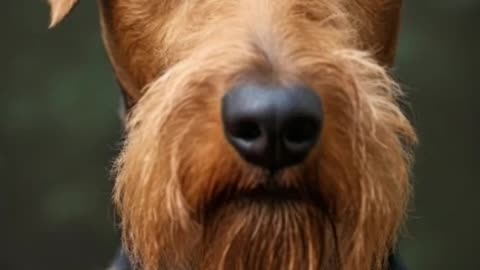 ¿Conoces al Héroe de Cuatro Patas_ La Increíble Historia del Airedale Terrier