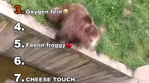 Funny Animal Video
