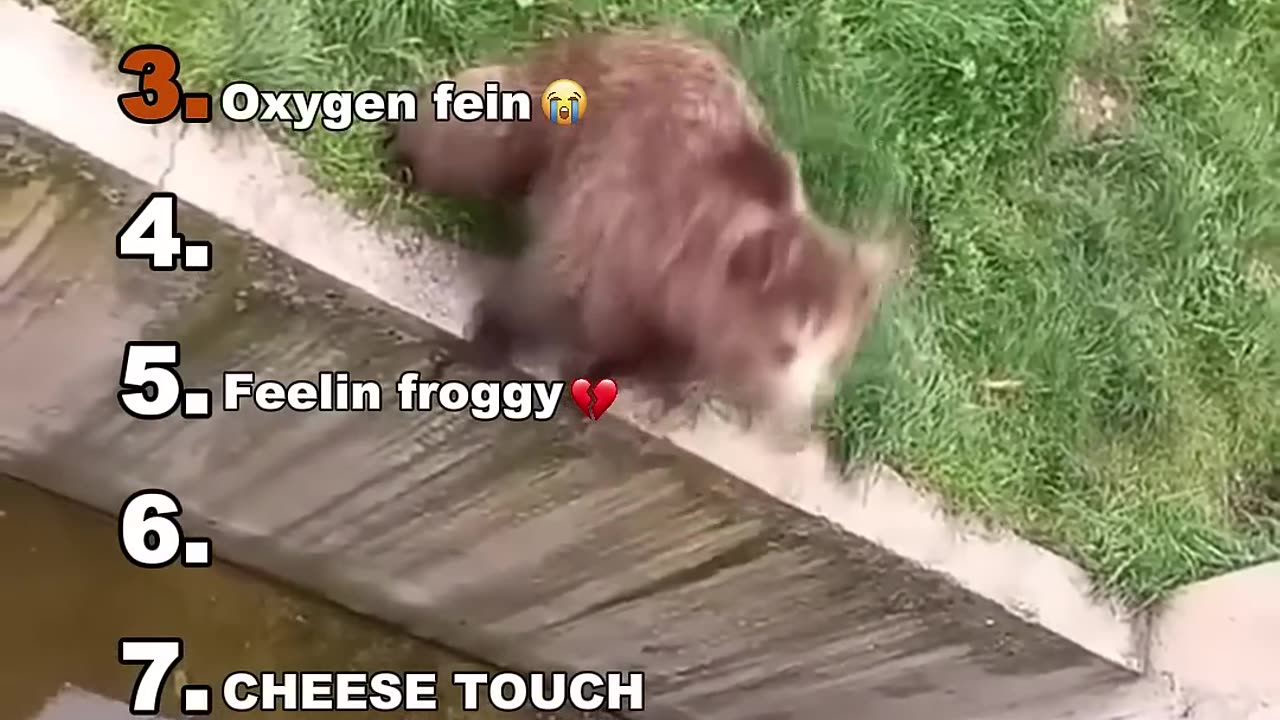 Funny Animal Video
