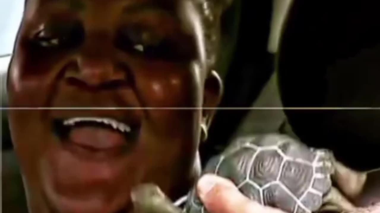 Turtle traffic prank