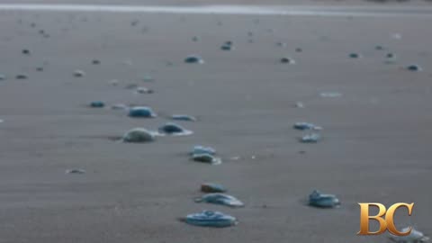 Swarm of jellyfish shuts nuclear power plant in France
