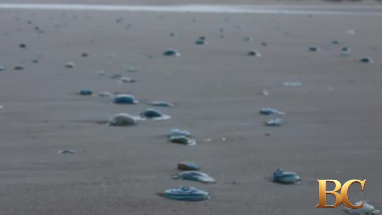 Swarm of jellyfish shuts nuclear power plant in France