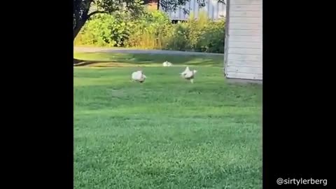 short movie about funny animal