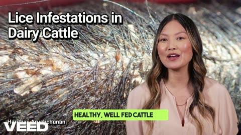 Conquer Lice:Happy,Healthy Dairy Cows