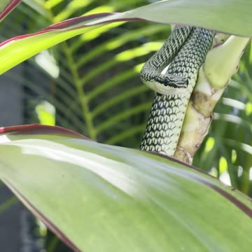 Beautiful Golden Tree Snake Visits backyard in Thailand