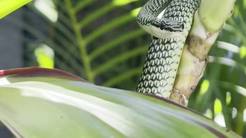 Beautiful Golden Tree Snake Visits backyard in Thailand