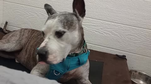 Rocky is PACC shelter adopted alumni, lives with a TRN volunteer, today he's with us@TRN20250810607