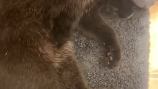 🤯 Camouflage 100/100! | FunFM