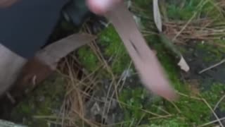 Forgotten Survival Uses of 3 Winter Trees!