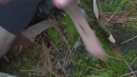 Forgotten Survival Uses of 3 Winter Trees!