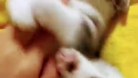 Cuteness Ambush — They’re Out of Control