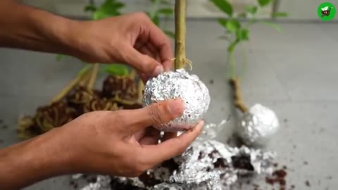 🌿How to Grow FASTER Fruit Trees with Simple Techniques!