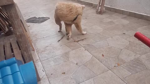 🐶😂 Dognado! | FunFM