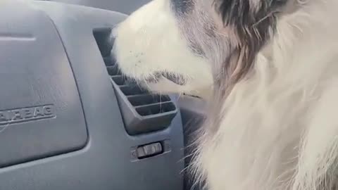 😂🐶 This Dog Has Mastered the Art of Sniffing! | FunFM