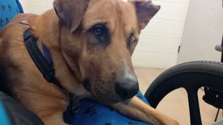 George 2y A877585@TRN, from PACC shelter, now being fostered Everybody loves one-eyed guy20251207482