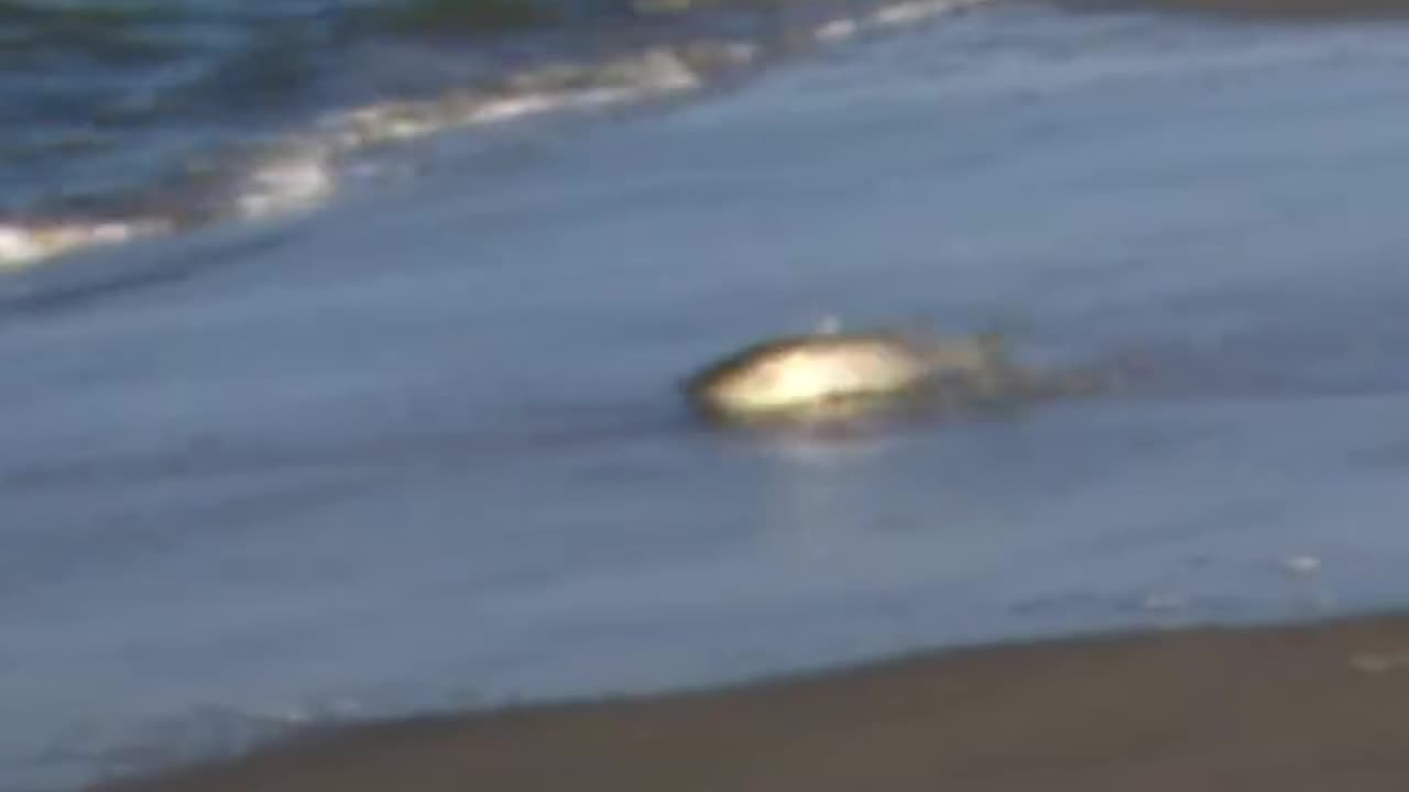 When bottlenose dolphins hunt fish go flying 🐬