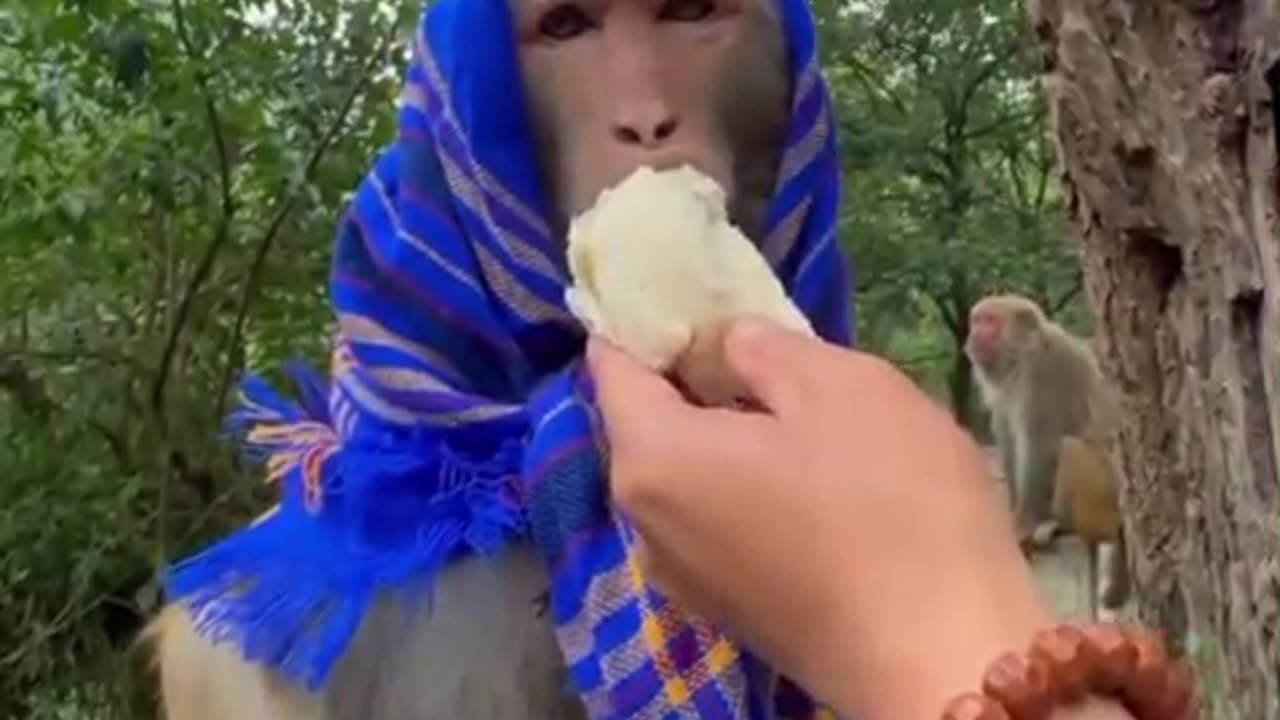 "Monkey Business Gone Bananas!"
