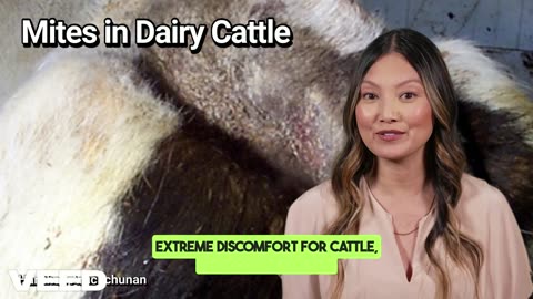 Mites in Dairy Cattle: A Hidden Threat to Your Dairy Herd's Health