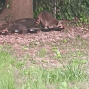 Raccoon eating
